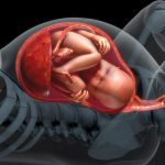 baby-in-the-womb