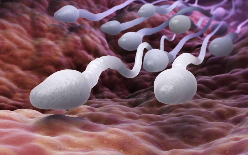 عوامل موثر در کیفیت اسپرم