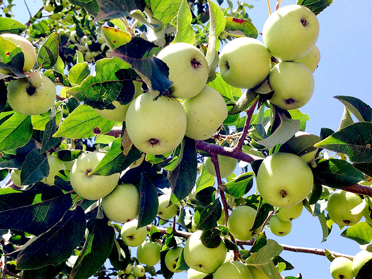 sour-apple