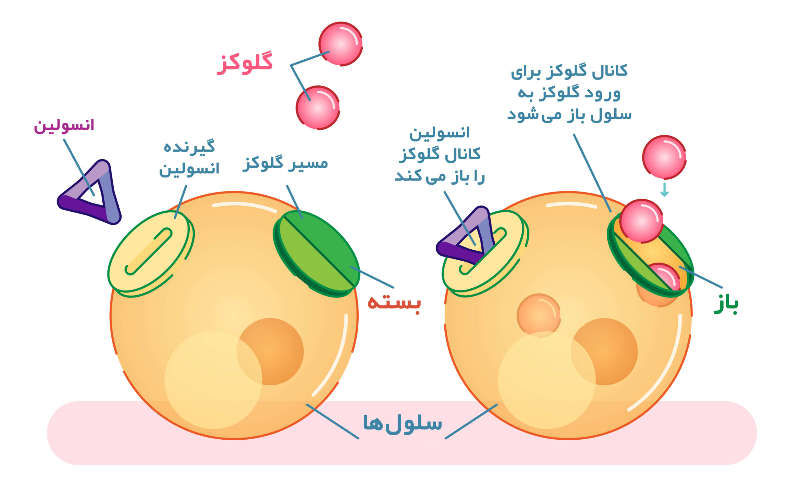 insulin-role-vasat