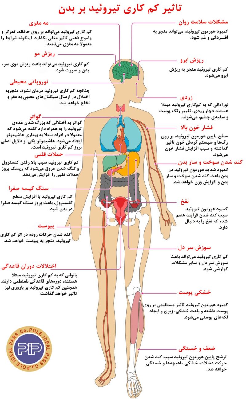Hypothyroidism-Effects-on-body-