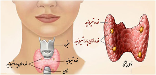 تیرویید