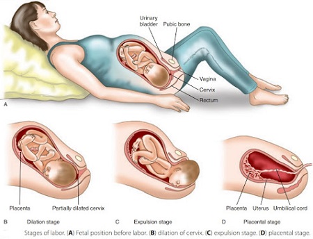 راهنمای جامع زایمان: مراحل، انواع، آمادگی و مدیریت درد