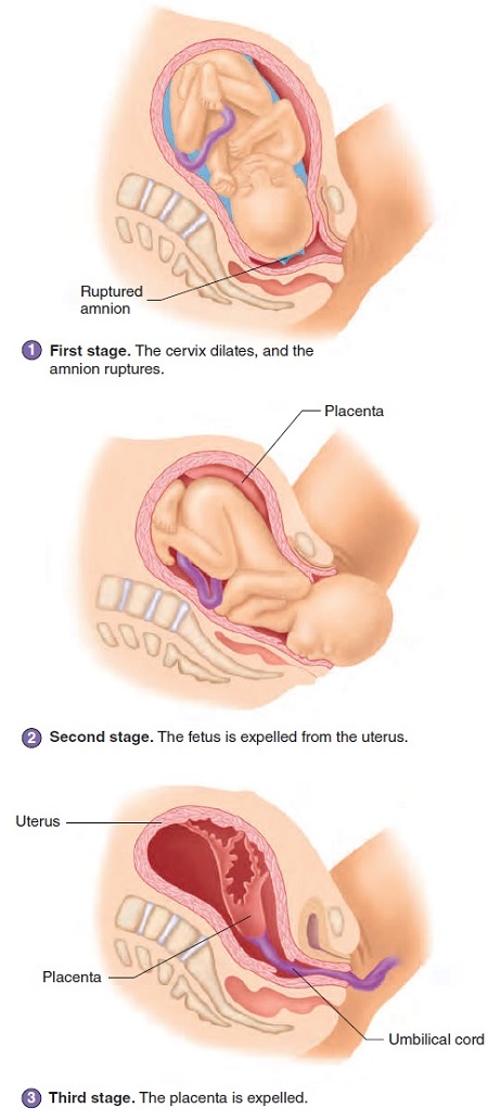 راهنمای جامع زایمان: مراحل، انواع، آمادگی و مدیریت درد